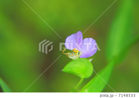 紫色のつゆ草 7148533