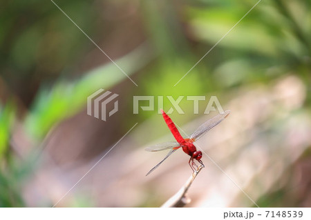 ショウジョウトンボ 7148539
