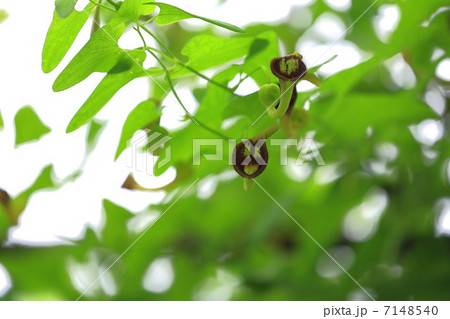 ウマノスズクサ 7148540