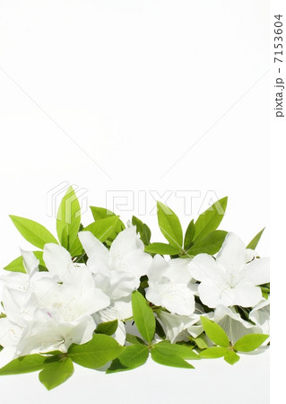 白いツツジ 7153604