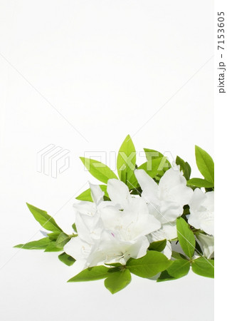 白いツツジ 白いツツジ 7153605