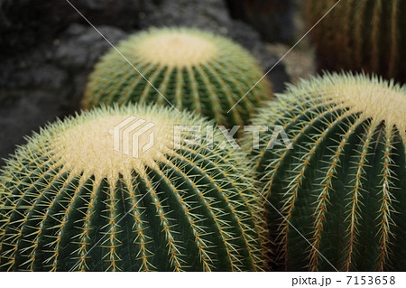 キンシャチ 7153658