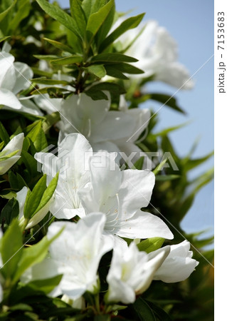 白いツツジ 白いツツジ 7153683
