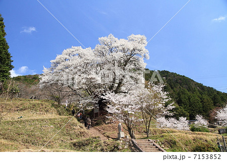 仏隆寺千年桜 仏隆寺千年桜 7153852