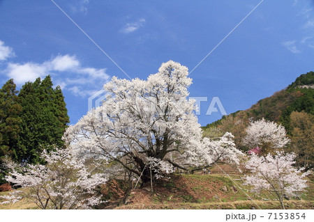 仏隆寺千年桜 仏隆寺千年桜 7153854