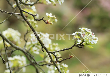 ヤマナシの花 ヤマナシの花 7153923