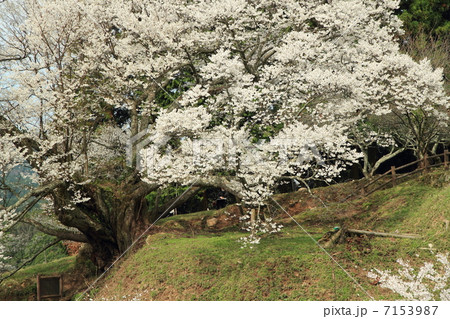 仏隆寺千年桜 仏隆寺千年桜 7153987