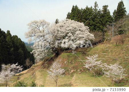 仏隆寺千年桜 7153990