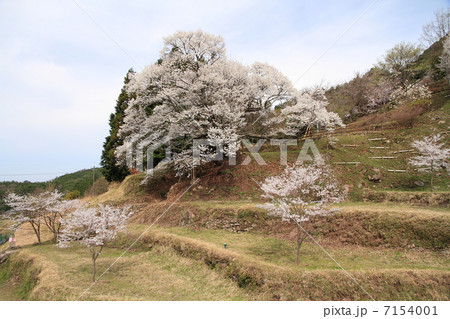 仏隆寺千年桜 7154001
