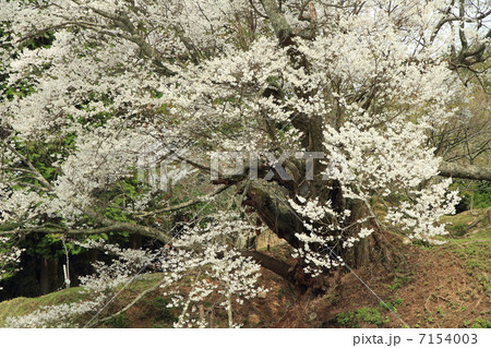仏隆寺千年桜 仏隆寺千年桜 7154003