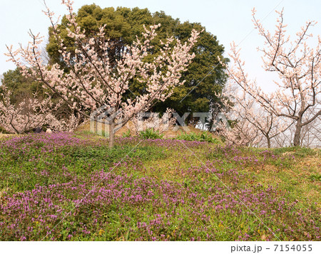 佐布里池梅林(愛知県知多市) 佐布里池梅林(愛知県知多市) 7154055