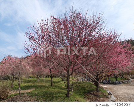 いなべ市農業公園・梅林公園 7154057