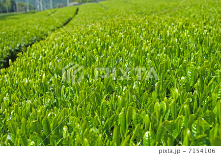 新茶畑（初夏イメージ） 7154106