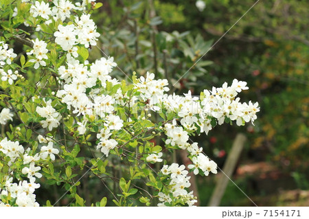 リキュウバイの花 7154171