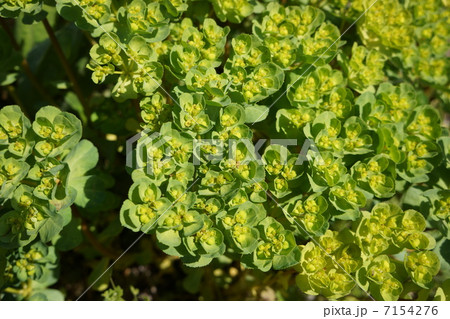トウダイグサ 7154276