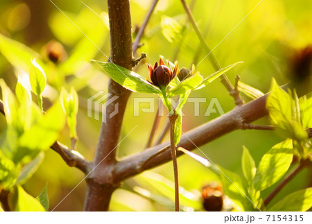 クロバナロウバイ 花言葉:深い慈悲 Calycanthus floridus Linn クロバナロウバイ 花言葉:深い慈悲 Calycanthus floridus Linn 7154315
