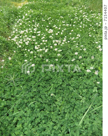 クローバ クローバ 7154407