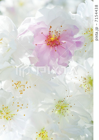 桃の花 7154438