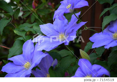 クレマチス クレマチス 7154519