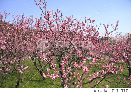 花桃 花桃 7154557