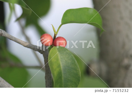 ベンジャミンの実の写真素材