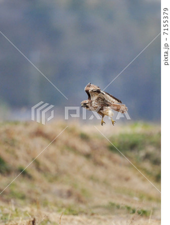 草原のノスリ 7155379