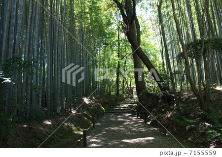 嵐山 地蔵院 竹の寺の山門 嵐山 地蔵院 竹の寺の山門 7155559
