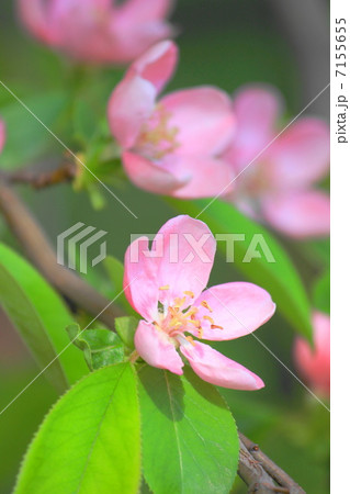 かりんの花 7155655