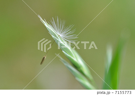タンポポ　綿毛 7155773