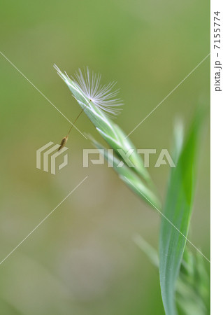 タンポポ 綿毛 タンポポ 綿毛 7155774