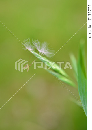 タンポポ 綿毛 タンポポ 綿毛 7155775