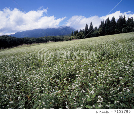 初秋の戸隠そば畑展望苑 7155799