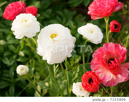 ラナンキュラスの花畑 7155806