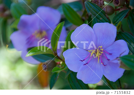 ノボタン ノボタン 7155832