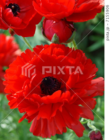 ラナンキュラス 赤 の花畑の写真素材