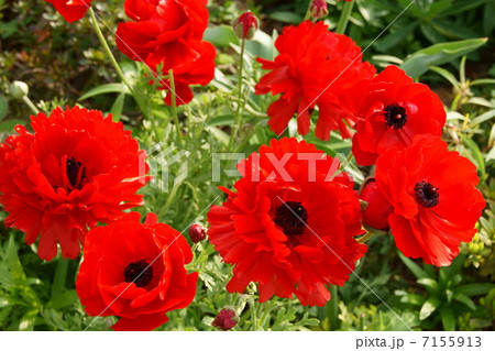 ラナンキュラス(赤)の花畑 ラナンキュラス(赤)の花畑 7155913