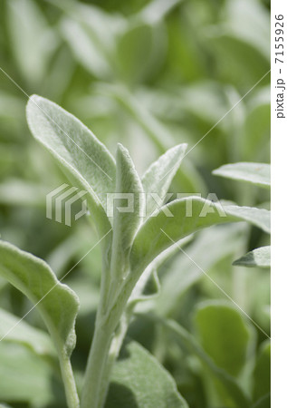 ラムズイヤー ラムズイヤー 7155926