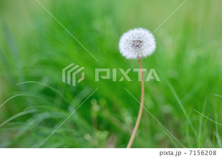 タンポポ 綿毛 タンポポ 綿毛 7156208