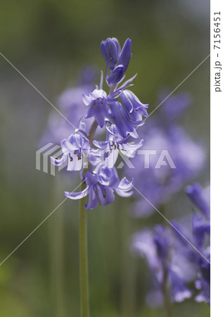 ツリガネズイセン 7156451