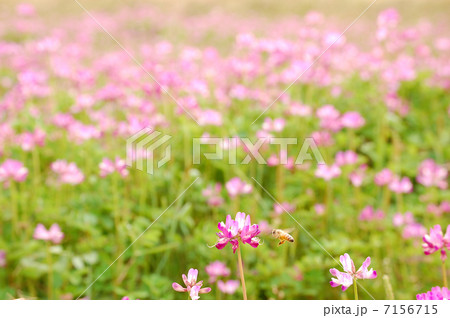 レンゲ畑のミツバチ 7156715