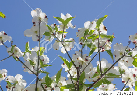 ハナミズキ 7156921