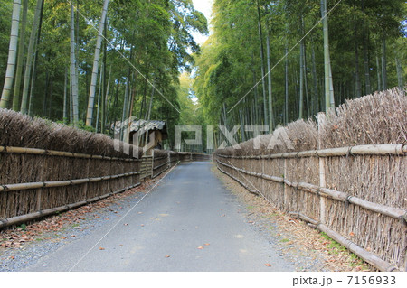 竹林の竹垣 7156933