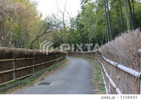 竹林の竹垣 7156935