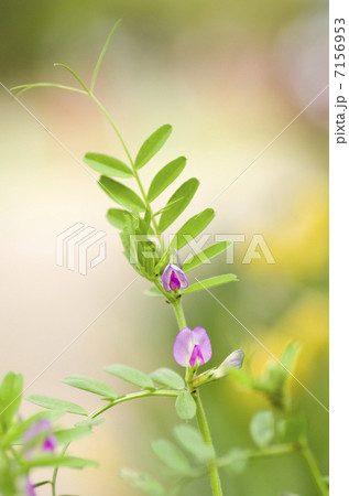 カラスノエンドウ 7156953