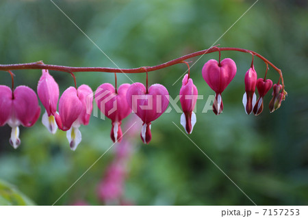 タイツリソウ 7157253