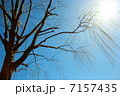 冬空に枯れ木 7157435