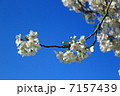 桜 7157439