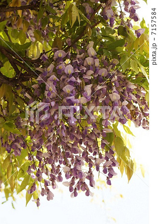 満開の藤の花 満開の藤の花 7157584