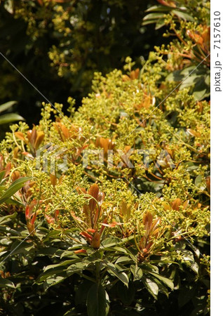 タブノキの花 7157610