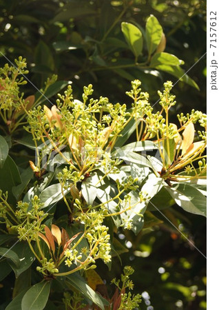 タブノキの花 7157612